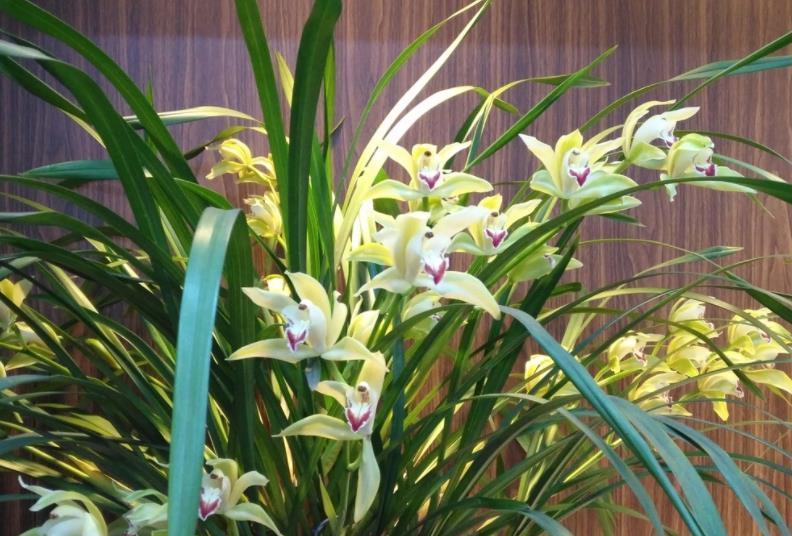 新手花友11月逛花市，6种花再喜欢也别买，带回家养不好浪费钱