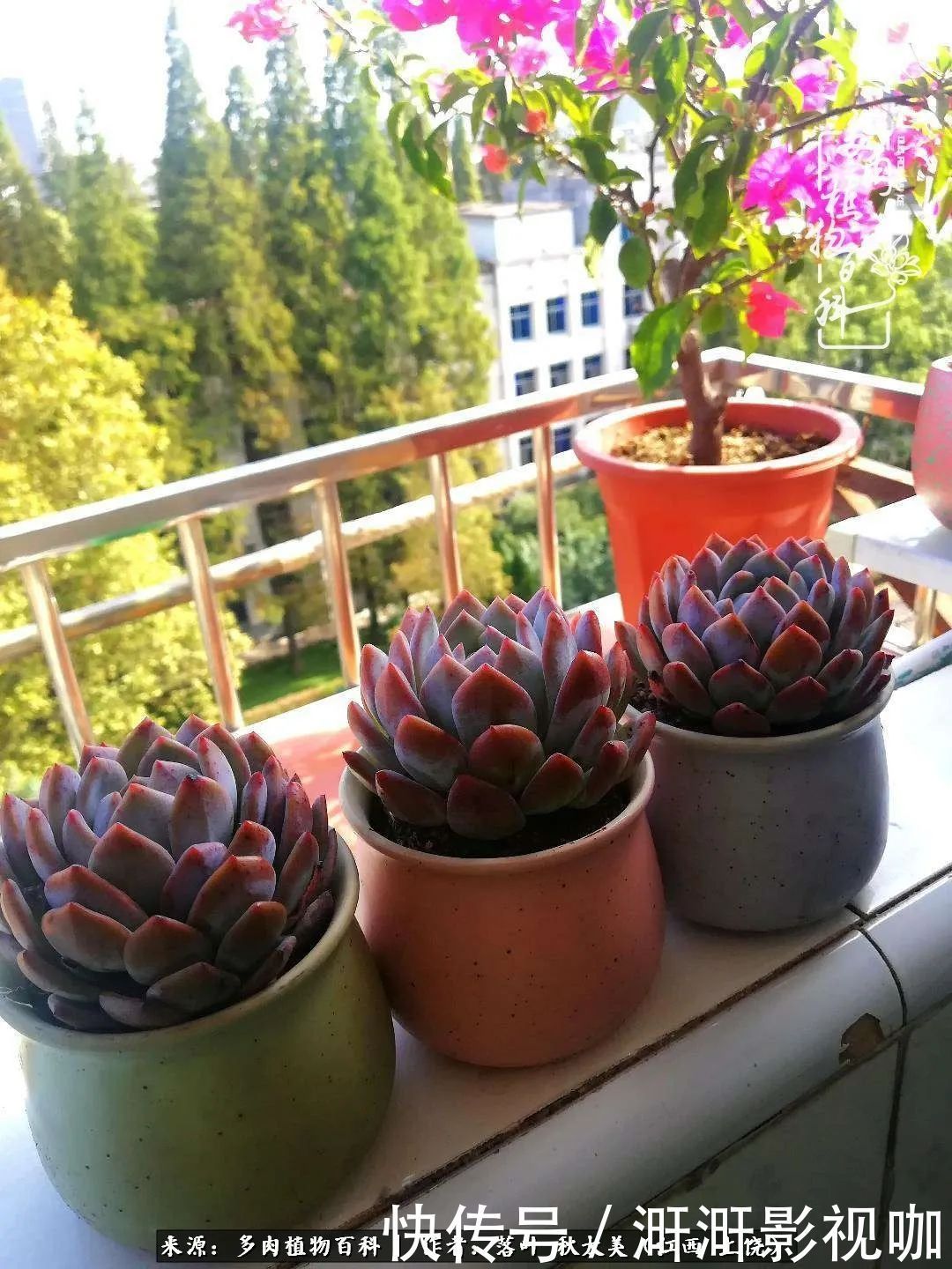 长势|为提升免疫力而养多肉植物,养肉后,体弱的我身体越来越好!