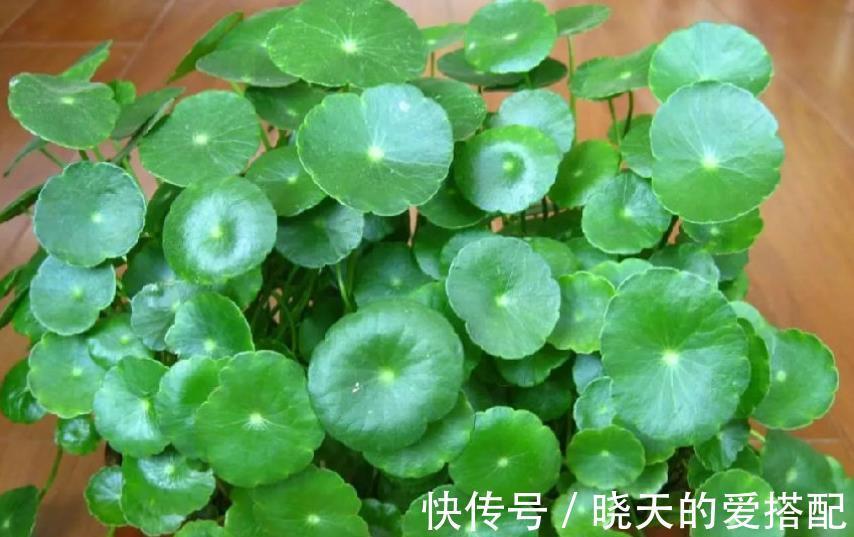 叶片|管不住手就养10种花，颜值高好养护，丢水里呼呼长满盆