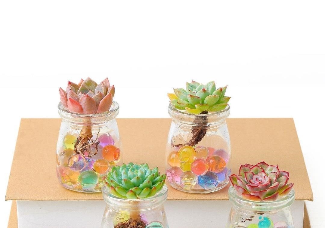 多肉可以不用土养,买几个玻璃瓶,装满水,养多肉很漂亮