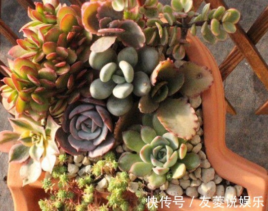 景天属|好好打理下你的多肉,让它们更加健康生长!
