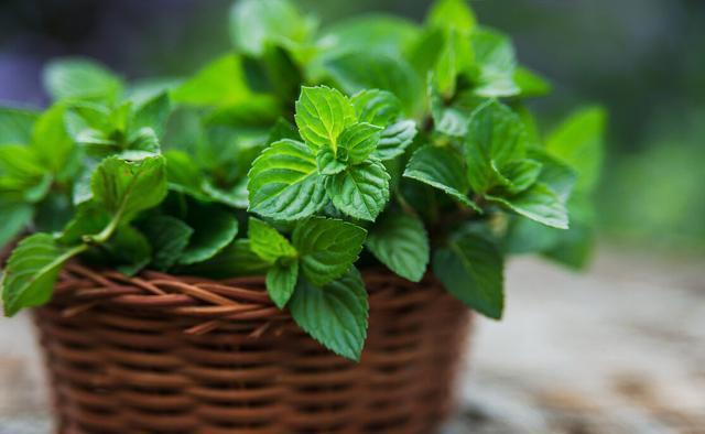 金桂|几种植物全身“飘香”,香味经久不散,家里摆上一盆,生活更舒适