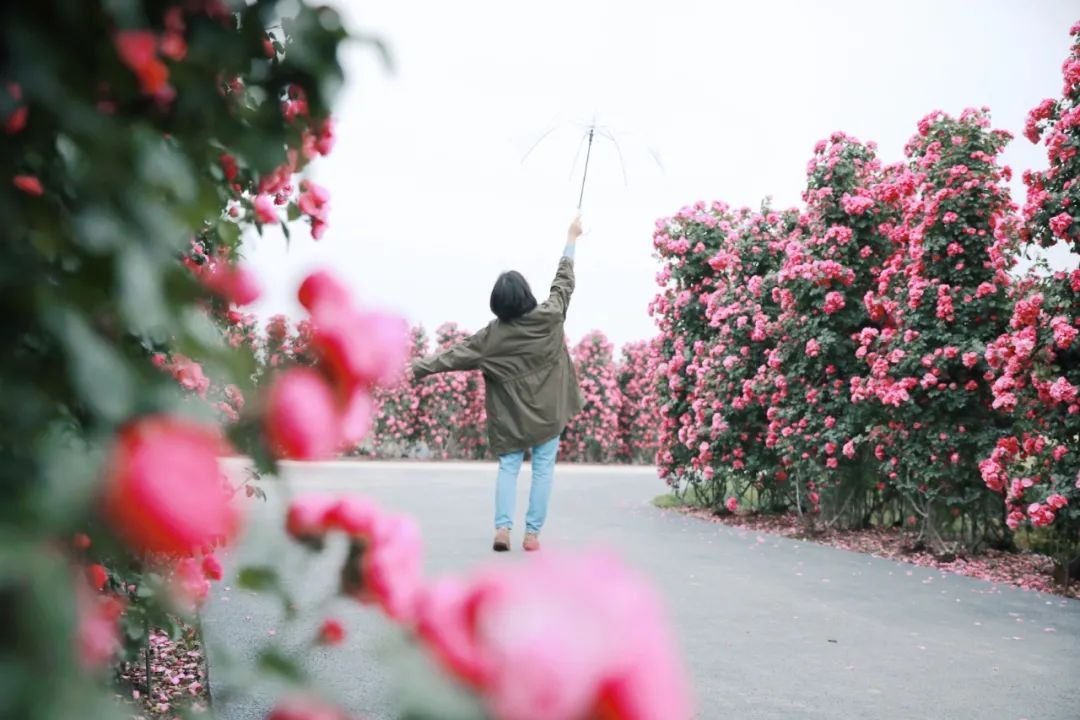 五一节！椒江“公主湾”千亩花海“出道”，随手一拍即大片