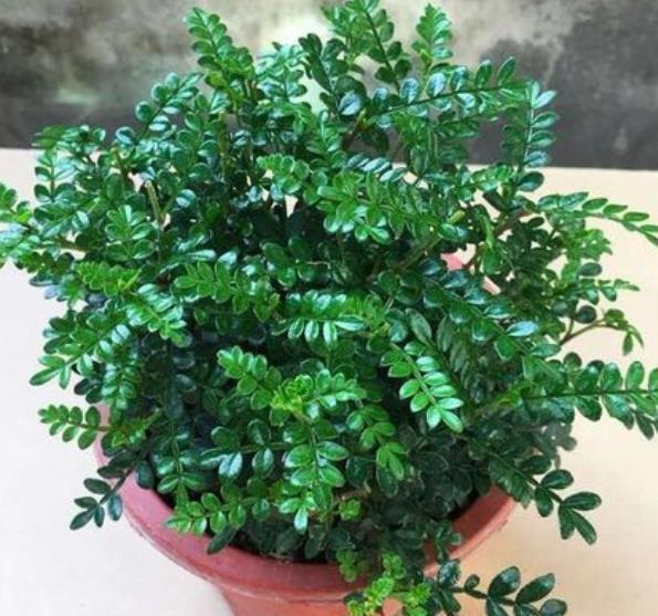 盘点6款“香水花”,皮实好养开花美,养几盆连香氛都省了