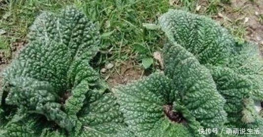 活血止痛|农村35一斤的癞蛤蟆草，能活血止痛，价值珍贵，却没有多少人知晓