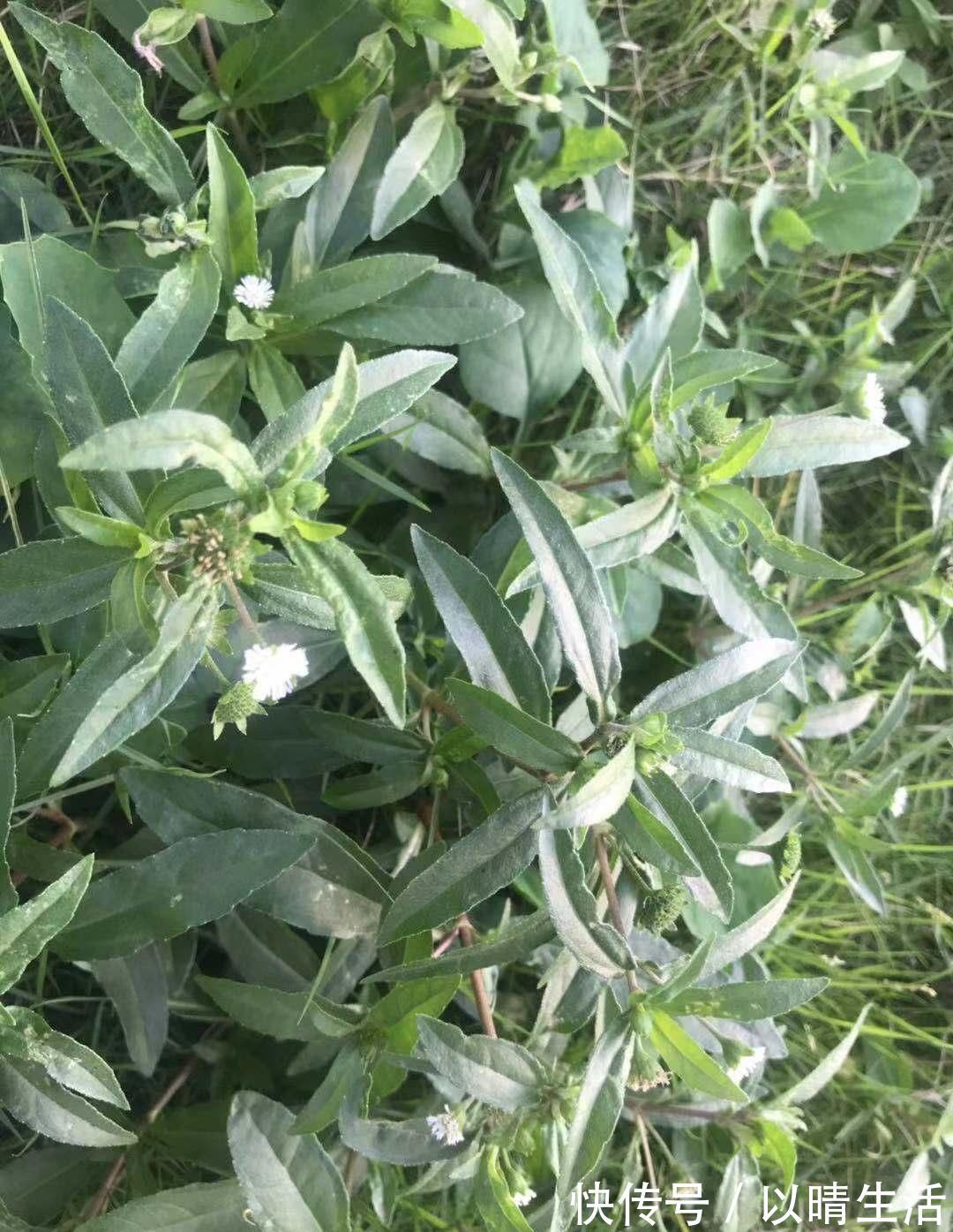 肝肾|这种“一肚子学问”的草药，长于滋补肝肾，还能凉血止血