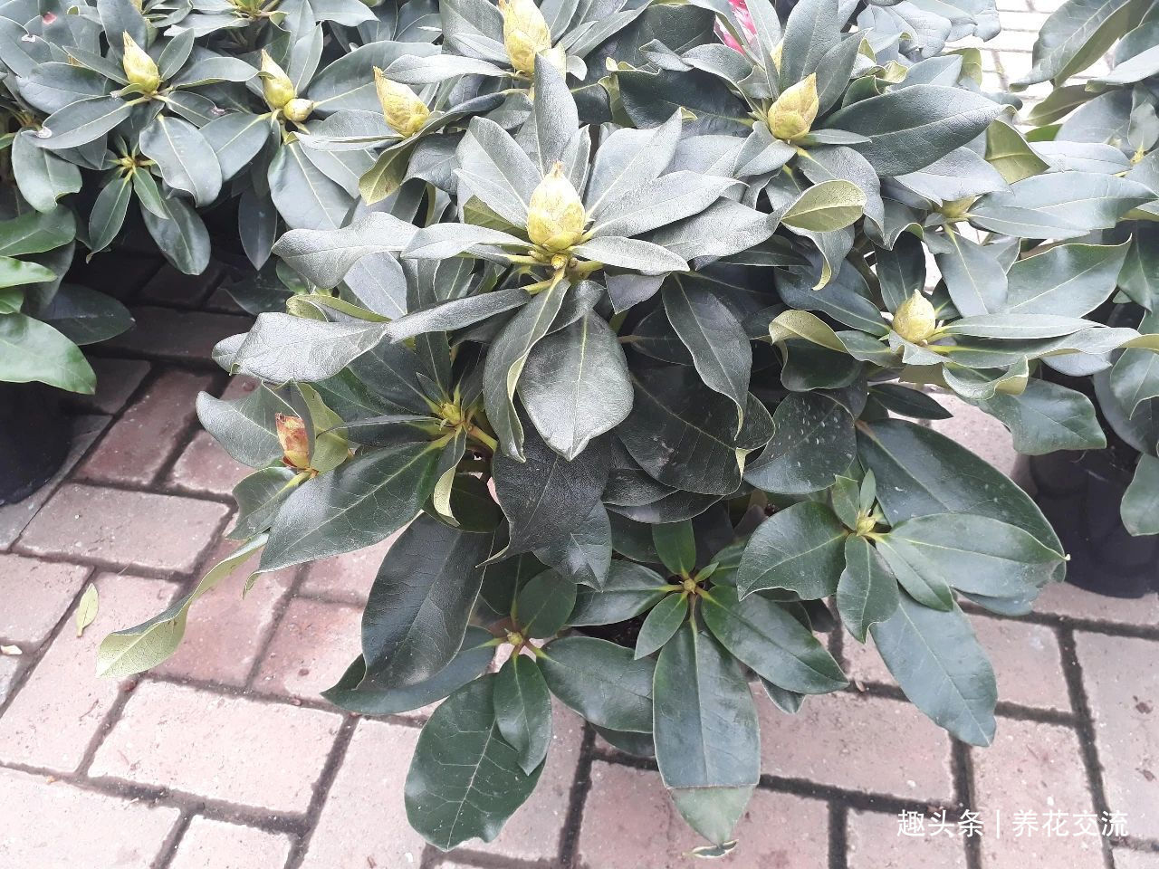 杜鹃花买回来掉花苞、掉叶子，很快变光杆，我总结几个养护的经验