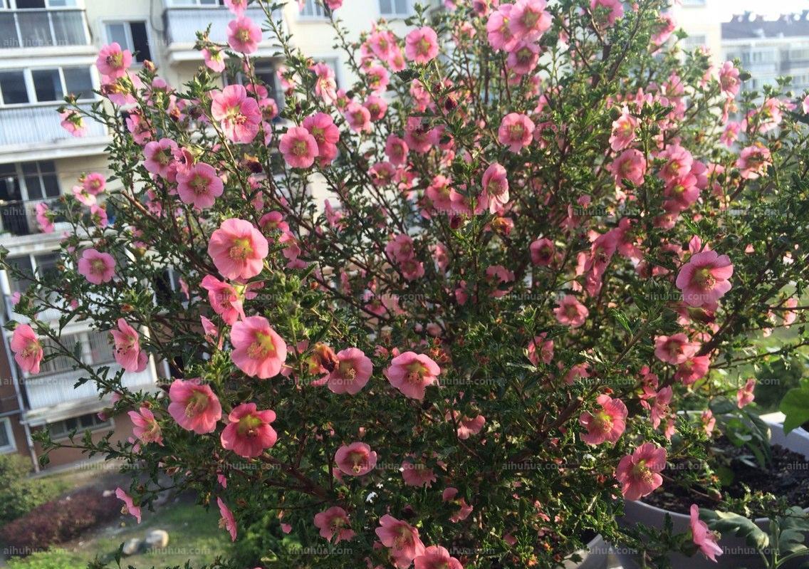 休眠|6种漂亮花,就怕下雨天,淋雨就发黄,雨天快搬屋里去