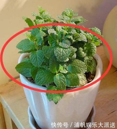 卫生间闻着臭臭的该怎么办盆栽它们,教你告别消毒水、清新剂