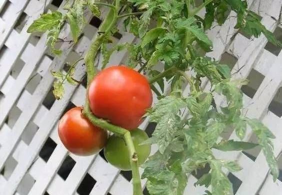 浇水|太神奇了！她在塑料瓶里种蔬菜，一年都吃不完！