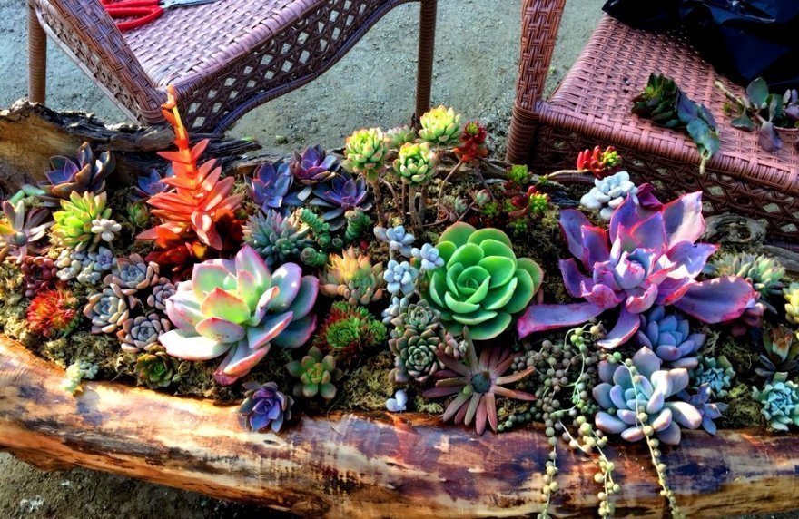 这些“花盆”真漂亮,创意十足还不花钱,“破烂”可别再扔了