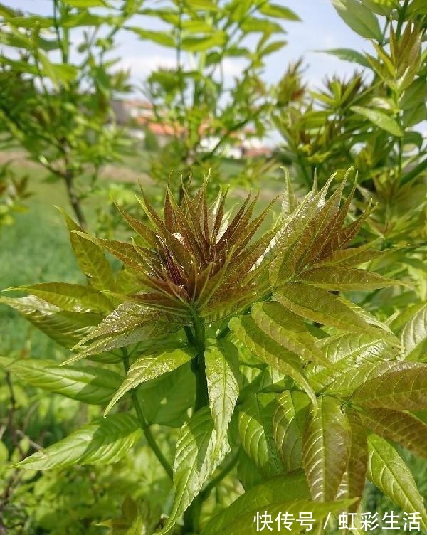 食物|会吃的人最长寿，常吃四种食物，清肠排毒，美颜抗衰，谁吃谁健康