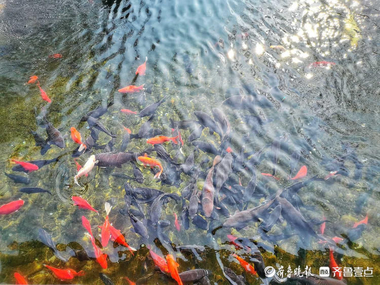 济南趵突泉的春天，泉水千回百转春已来！|就地过年?春在身边| 济南趵突泉的春天，泉水千回百转春已来！\＂,\＂i16\＂:\＂就地过年?春在身边