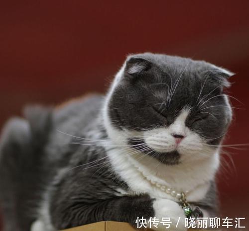 |幽默笑话：我是我们村里的养鸡大户，但养的不是普通的肉鸡