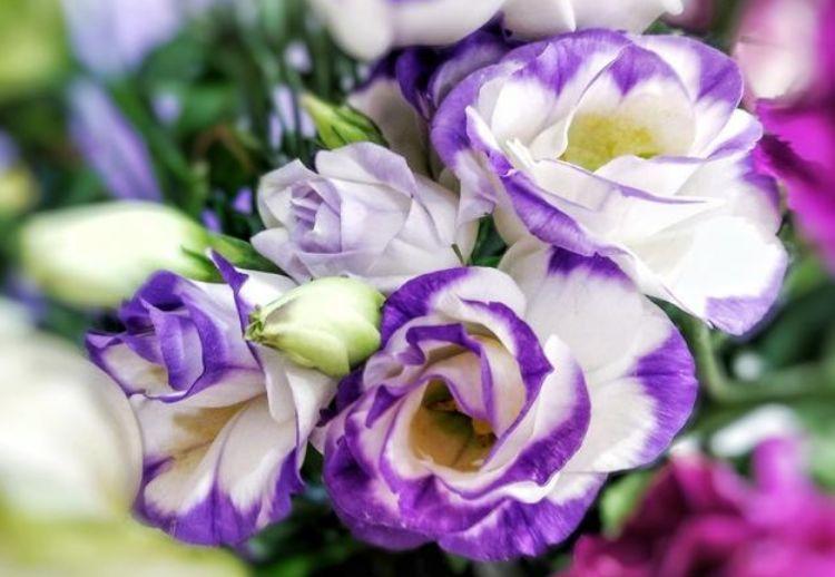 家里要养几种花,开花吉祥又喜庆,比牡丹还美,年年开花美翻