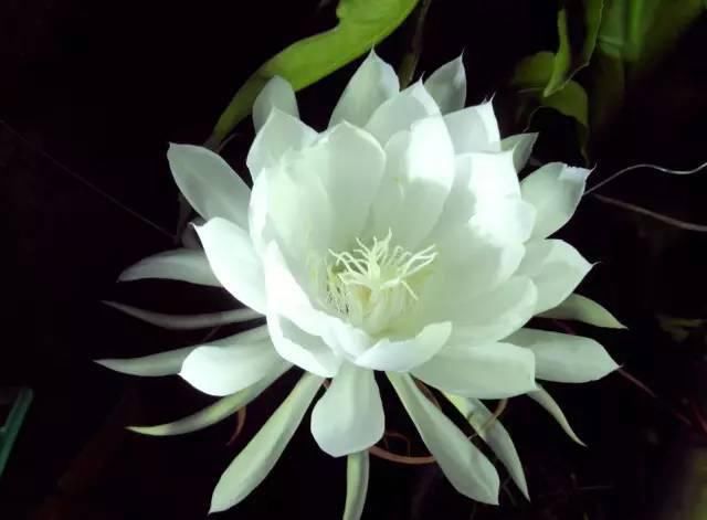 送给那些养花，却总是把花养死的人