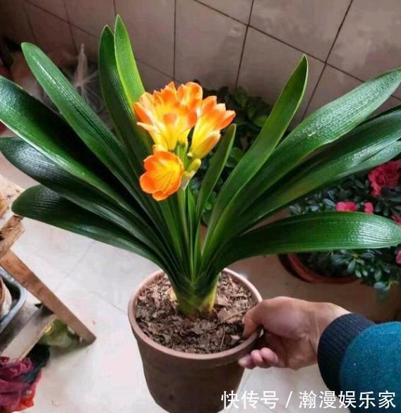 甲子多肉|刚扒的香蕉皮该如何处理养花学2招,既能清洁又能增添营养