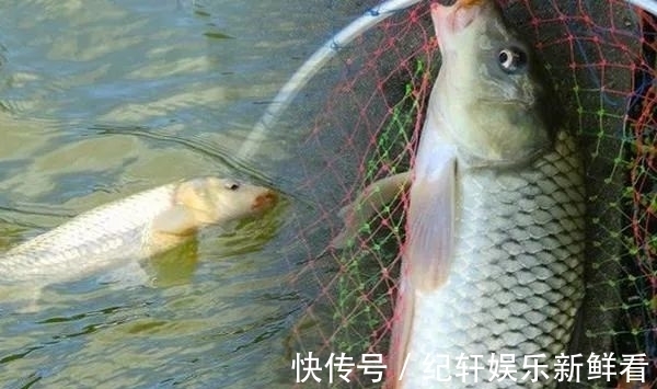 黑坑|被钓过的鱼还会吃鱼饵吗？真相原来是这样！