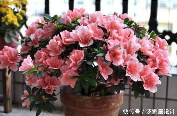 4种花很耐养,沾土就能活,开花漂亮花期长,谁养谁喜欢