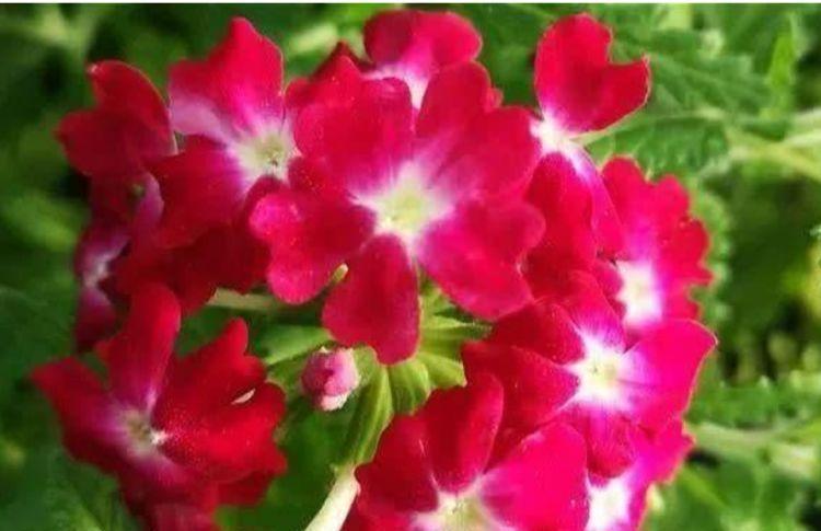 花色|最适合新手养的4种花，名字好听花更美，越养越上瘾，你养了吗？