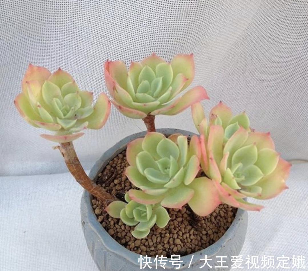 植株|多肉柠檬玫瑰太好养了吧，4个小技巧养出手捧花，颜值超级漂亮