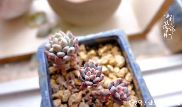 冬季，属于多肉的季节！养多肉的你喜欢冬天吗！