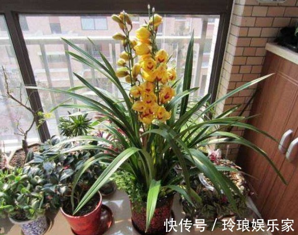 养花|还买肥料干什么,这种“废物”利用起来,无需花钱,养花效果更好