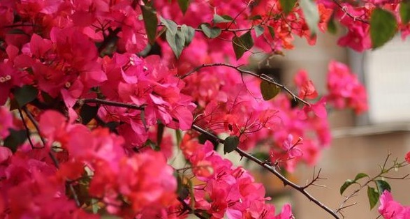 三角梅控水促花真有必要吗别再“折腾”了,做好三点是关键