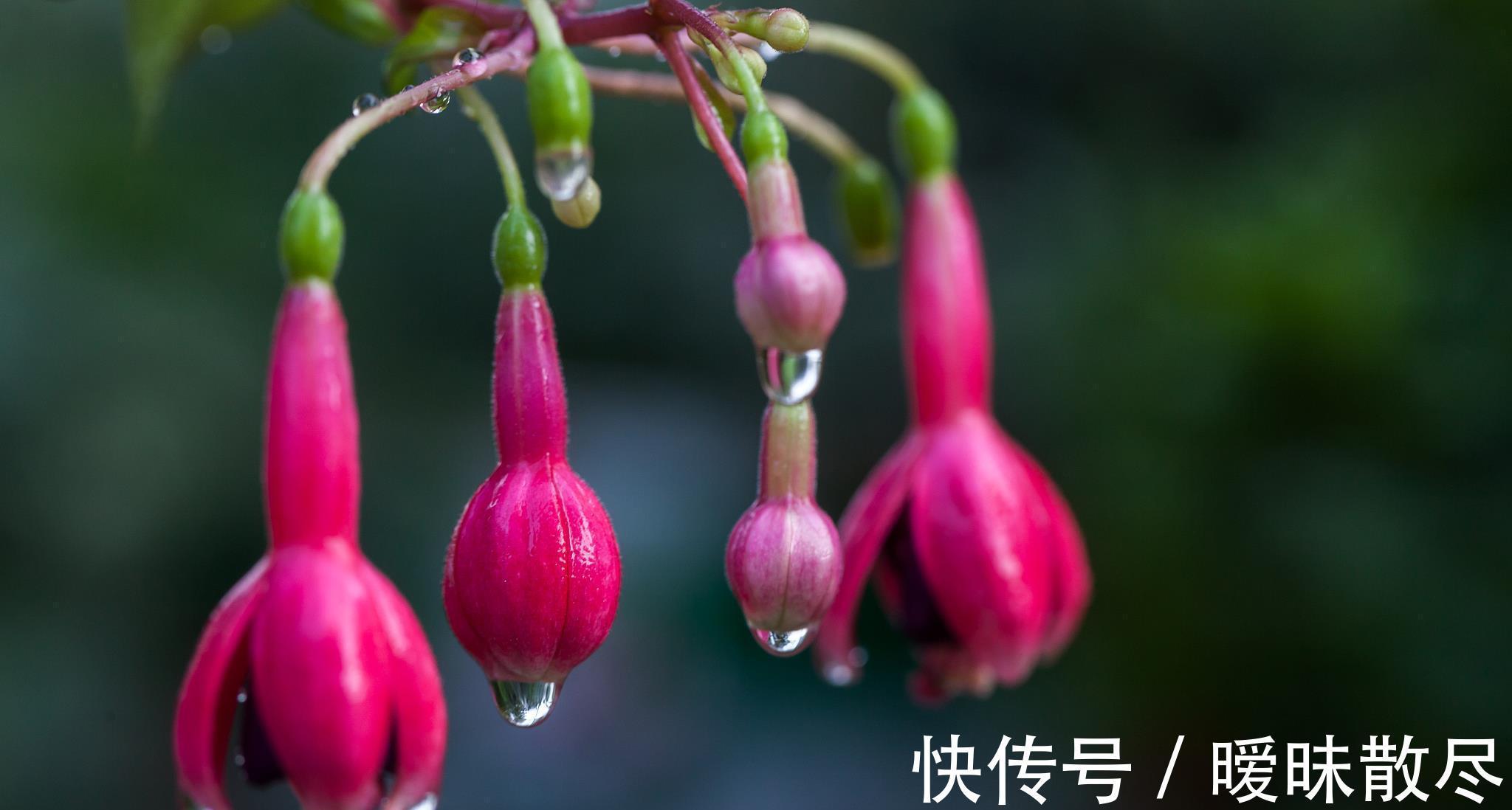 花友|容易被“误杀”的7种花，汲取教训，才能养好