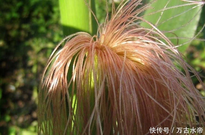 农村|农村被视为废物的这东西，其实有很大的用处，人人都该知道