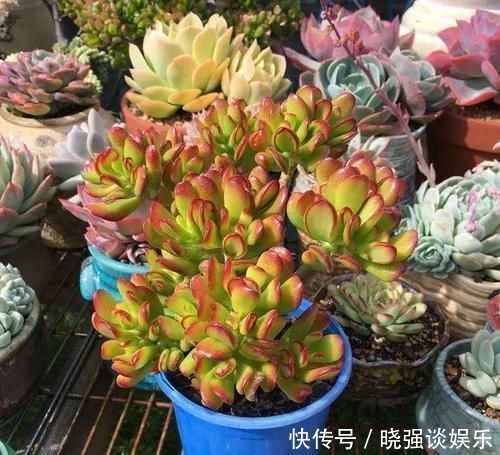 大腿|养了20年的玉树，杆子比大腿还粗，满树白花跟下雪了一样