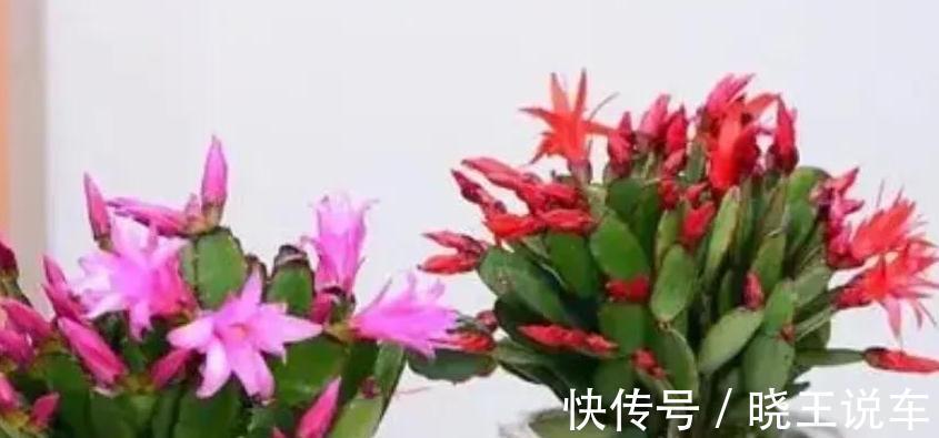 蟹爪兰|这些漂亮花不好养,你养了几种