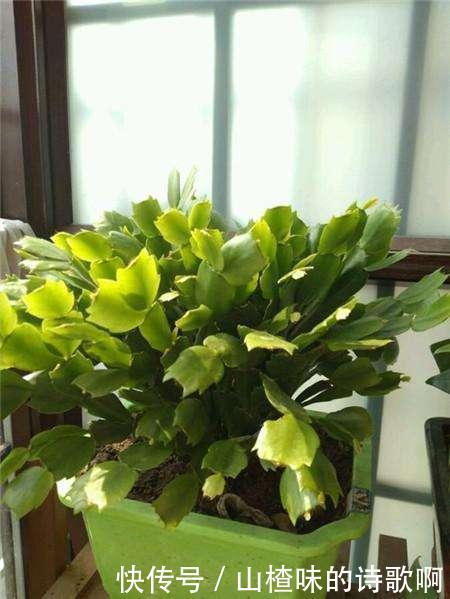 蟹爪兰新叶少很可能一件事没做好,赶紧补救还来得及!