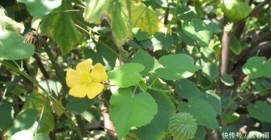 以前农村娃抢着吃的野果，剥开后果肉像白芝麻，越吃味道越香