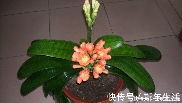 下垂|君子兰叶子下垂就浇水 别想得太简单, 要不再也抬不起来了!