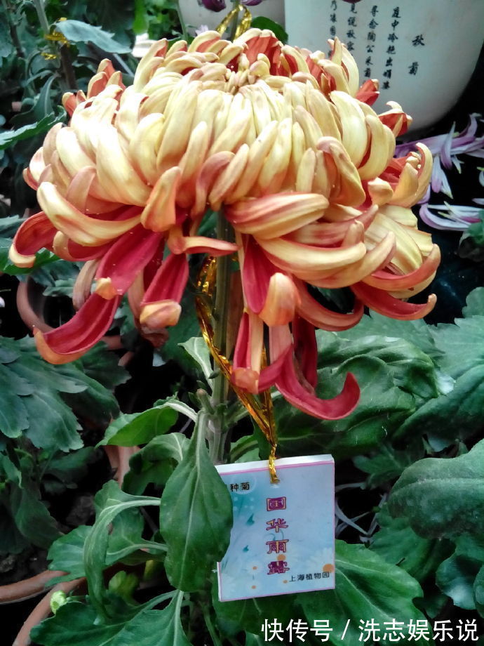 克里斯蒂娜|喜欢菊花，首选“国华系列”国华雨露，似菩萨宝座，雍容端庄