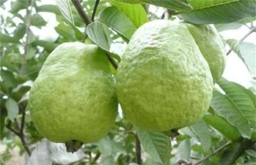 好吃|女性过了40岁，常吃三种食物，补充营养，滋补身体，好吃又不贵