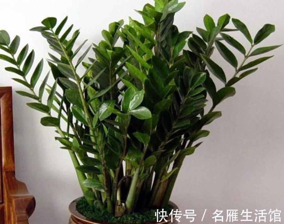 枝叶|客厅见树,家业稳固!适合客厅养的五种树,大气美观,幸福感倍增