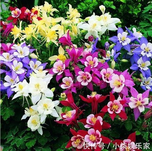 停歇|她家3平方的小阳台，几十盆花不停歇的开，邻居见了都羡慕