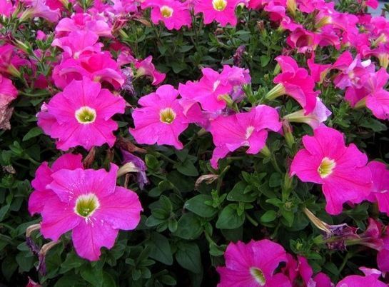 “珍品玫瑰”紫玉玫瑰,花开妖娆,赏心悦目,你值得拥有