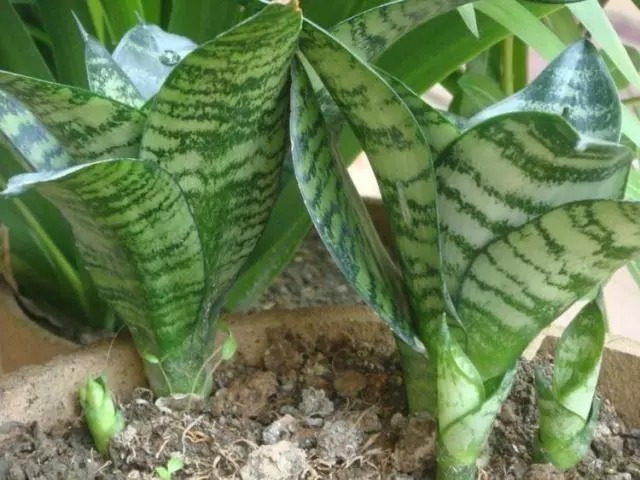 虎尾兰|虎皮兰长得慢,只要做到1点,窜芽20个,叶片蹭蹭长,又多又茂盛