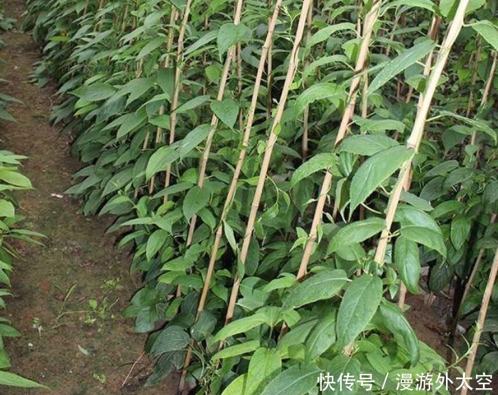 空地|有院子别空着，看准此果树，有多少空地种多少，好看好养活