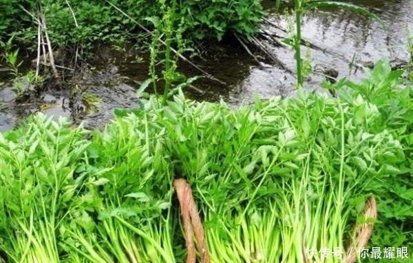 美容養(yǎng)顏|女性不想老得快,臉上爬滿皺紋,多吃此菜,養(yǎng)肝護(hù)肝,美容養(yǎng)顏