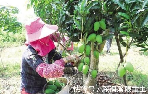 宝宝|宝宝1岁前不能吃的3种水果,宝妈要记牢,对孩子身体没好处