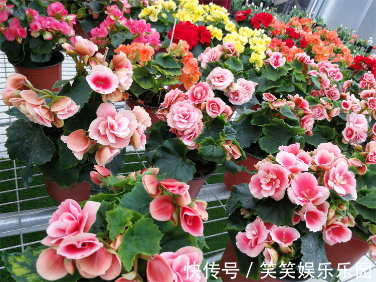 红掌|室内养盆“四季花”，花量巨大，一年365天，每天开花