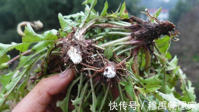蒲公英属|蒲公英是个宝,怎么吃更营养教你3种吃法,但5类人群不宜食用