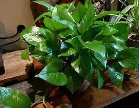 你用啤酒水、淘米水浇花快停下,正确方法没学会,浇1盆死1盆!