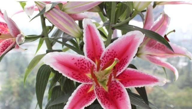 这种花,1颗“球”种满一花盆,有水就活,一开花就成团,香满屋