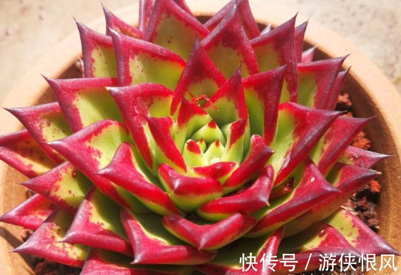 多肉黑檀汁、口红和红檀汁颜值大比拼,谁才是你心目中的冠军?