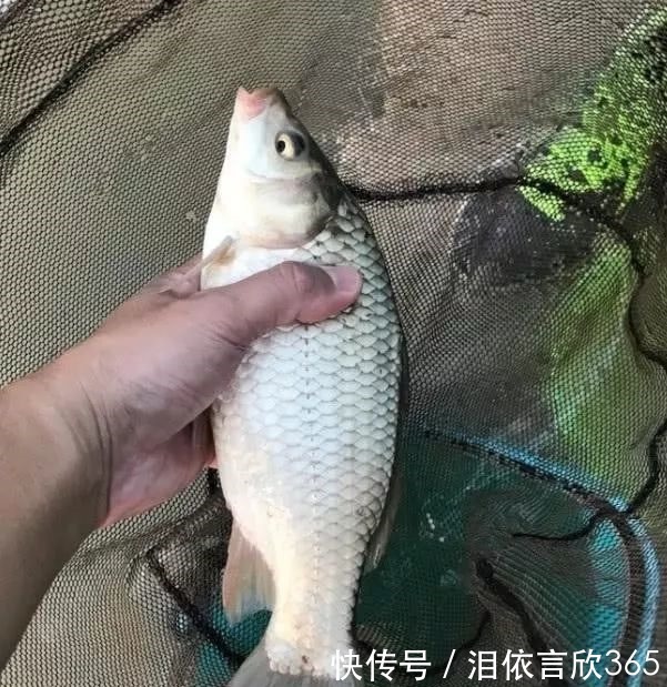 钓鲫鱼不能补窝,一补窝就停口你用错了方法,想不停口都难